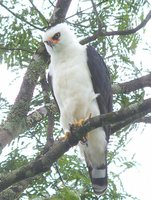 Black-and-white Hawk-Eagle - Spizastur melanoleucus