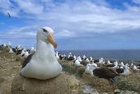 Black-browed Albatross (Thalassarche melanophris melanophris) photo