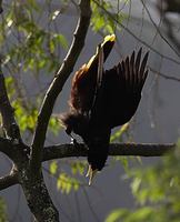 Crested Oropendola (Psarocolius decumanus) photo