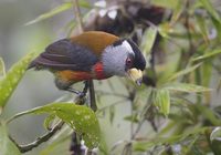 Toucan Barbet (Semnornis ramphastinus) photo