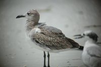 Laughing Gull - Larus atricilla