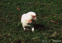 Long-billed Corella - Cacatua tenuirostris