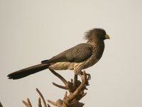 Western Plantain-eater - Crinifer piscator