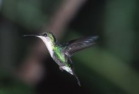 Snowcap - Microchera albocoronata