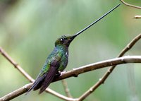Sword-billed Hummingbird - Ensifera ensifera