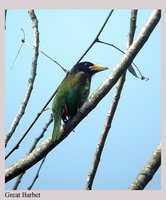 Great Barbet - Megalaima virens