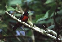 Black-and-red Broadbill - Cymbirhynchus macrorhynchos