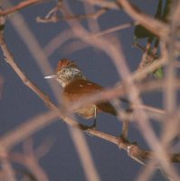 Barred Antshrike - Thamnophilus doliatus