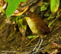 Yellow-breasted Antpitta - Grallaria flavotincta