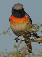 Small Minivet - Pericrocotus cinnamomeus