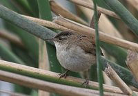 Marsh Wren - Cistothorus palustris