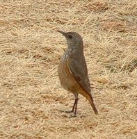 Sentinel Rock-Thrush - Monticola explorator