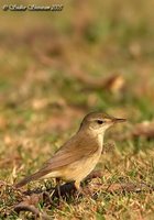 Booted Warbler - Hippolais caligata