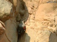 Wallcreeper - Tichodroma muraria