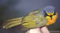 Sulphur-breasted Bushshrike - Telophorus sulfureopectus