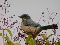 Western Scrub-Jay - Aphelocoma californica