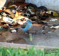 Blue-breasted Cordonbleu - Uraeginthus angolensis