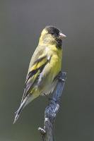 Black-chinned Siskin - Carduelis barbata