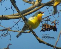 Tropical Parula - Parula pitiayumi