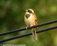 Yellow-throated Bunting - Emberiza elegans