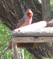 Pyrrhuloxia - Cardinalis sinuatus