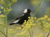 Bobolink - Dolichonyx oryzivorus