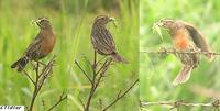 Red-breasted Blackbird - Sturnella militaris