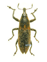 Lixus impressiventris - 길쭉바구미