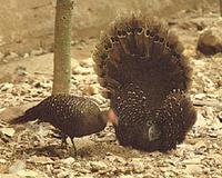 Grey peacock pheasant