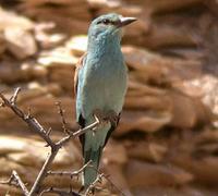 European Roller