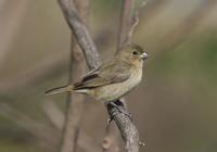 Seedeater sp.: unidentified female (probably Double-collared)