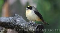 Male Black-goggled Tanager Trichothraupis melanops