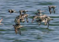 Golden-Plover in flight