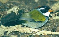 Saffron-billed Sparrow, Arremon flavirostris