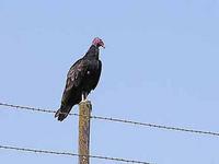 Image of Turkey Buzzard