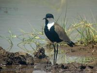 Spur-winged Plover (Sporrvipa) - Vanellus spinosus