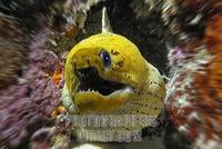 ...Fimbriated moray ( Gymnothorax fimbriatus ) , Vakarufalhi , Ari atoll , Indian Ocean , Maldives 