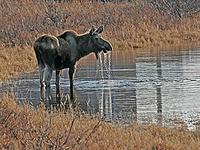 Interesting mammals, such as this Moose, can be seen on several of the tours (Pete Morris)