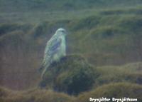 Greenland Gyr Falcon Falco rusticolus 