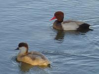 BLONDE RED CRESTED POCHARD