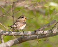 Taiga flycatcher C20D 02652.jpg