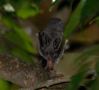 Asian Brown Flycatcher 3