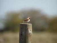 Black-eared Wheatear (Oenanthe hispanica)