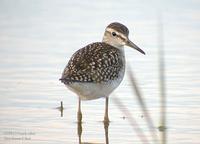 Wood Sandpiper Tringa glareola 알락도요