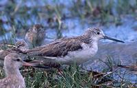 Common Greenshank