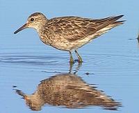 Sharp-tailed Sandpiper