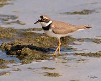 Little Ringed Plover Charadrius dubius