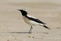 ørkensteinskvett / desert wheatear (Oenanthe deserti)