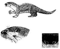 4. Lontra provocax (남미수달)