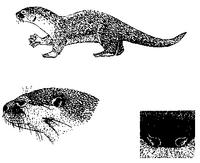 4. Lontra provocax (남미수달)